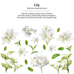 Hand Soap 5 Litre Eco Refill - Lily - Twostepscleaning